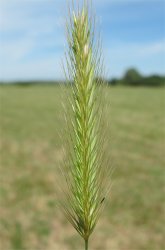 hordeum-secalinum