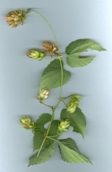 humulus-lupulus