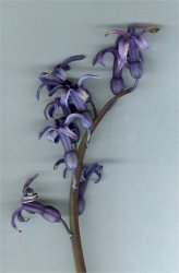 hyacinthus-orientalis 