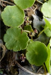 hydrocotyle-vulgaris