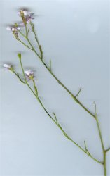 iberis-stricta