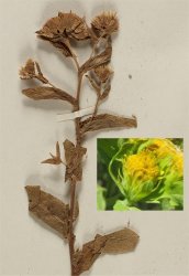 inula-bifrons