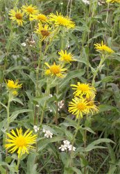 inula-britannica