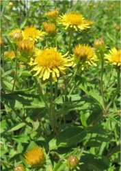 inula-helvetica
