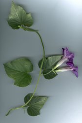 ipomoea-indica