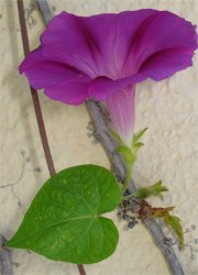 ipomoea-purpurea
