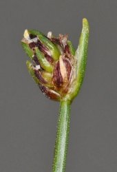isolepis-cernua