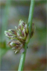 isolepis-setacea