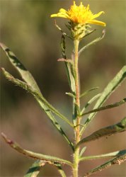 jasione-tuberosa