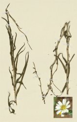lactuca-saligna