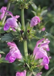 lamium-gargaricum