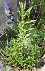 lavandula-dentata