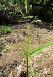 leersia-orysoides