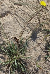 leontodon-saxatilis-subsp-saxatilis
