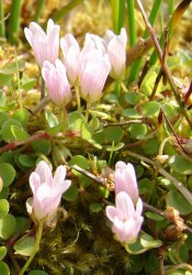 lysimachia-tenella