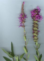 lythrum-salicaria
