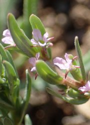 lythrum-thymifolia