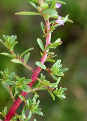 lythrum-tribracteatum
