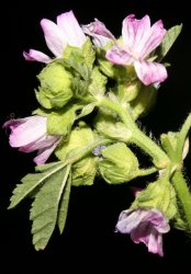 malva-nicaensis