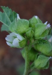malva-parviflora