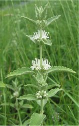 marrubium-peregrinum