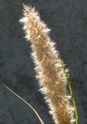 melica-ciliata-subsp-magnolii