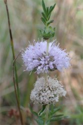 mentha-cervina