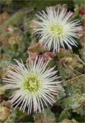 mesembryanthemum-crystallinum