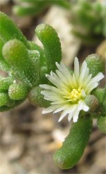mesembryanthemum-nodiflorum