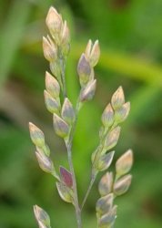 milium-vernale
