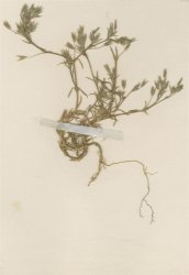minuartia-mediterranea