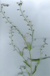 myosotis-arvensis