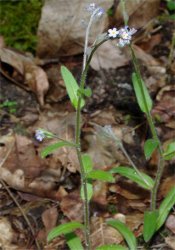 myosotis-discolor