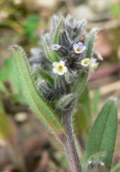 myosotis-dubia