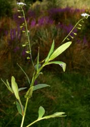 myosotis-laxa