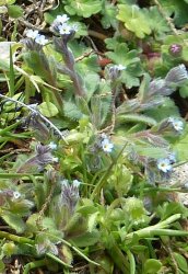 myosotis-pusilla