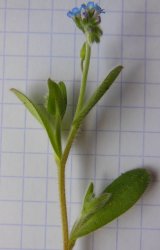 myosotis-stricta