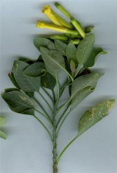 nicotiana-glauca