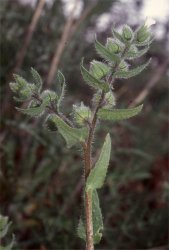 nonnea-echioides