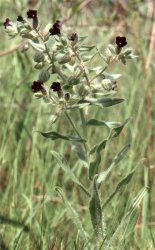nonnea-erecta