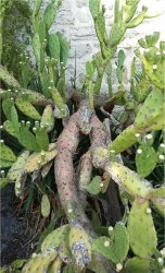 opuntia-ficus-indica
