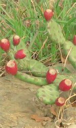 opuntia-humifusa