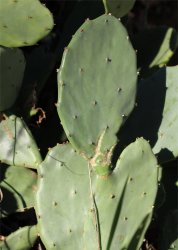 opuntia-stricta