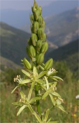 ornithogalum-pyrenaicum