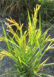 oryza-sativa