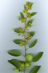 paliurus-spina-christi