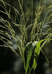 panicum-dichotomiflorum