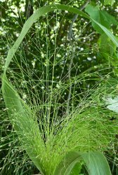 panicum-miliaceum