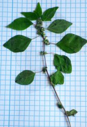 parietaria-lusitanica