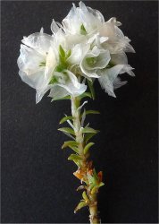 paronychia-capitata